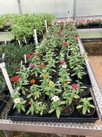 FFA Plant Sale