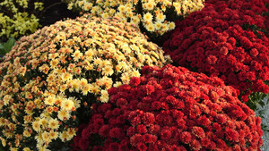 FFA Mum Fundraiser